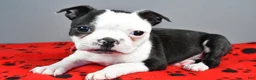 Boston Terrier dogs for sale: Asher - Ad 5