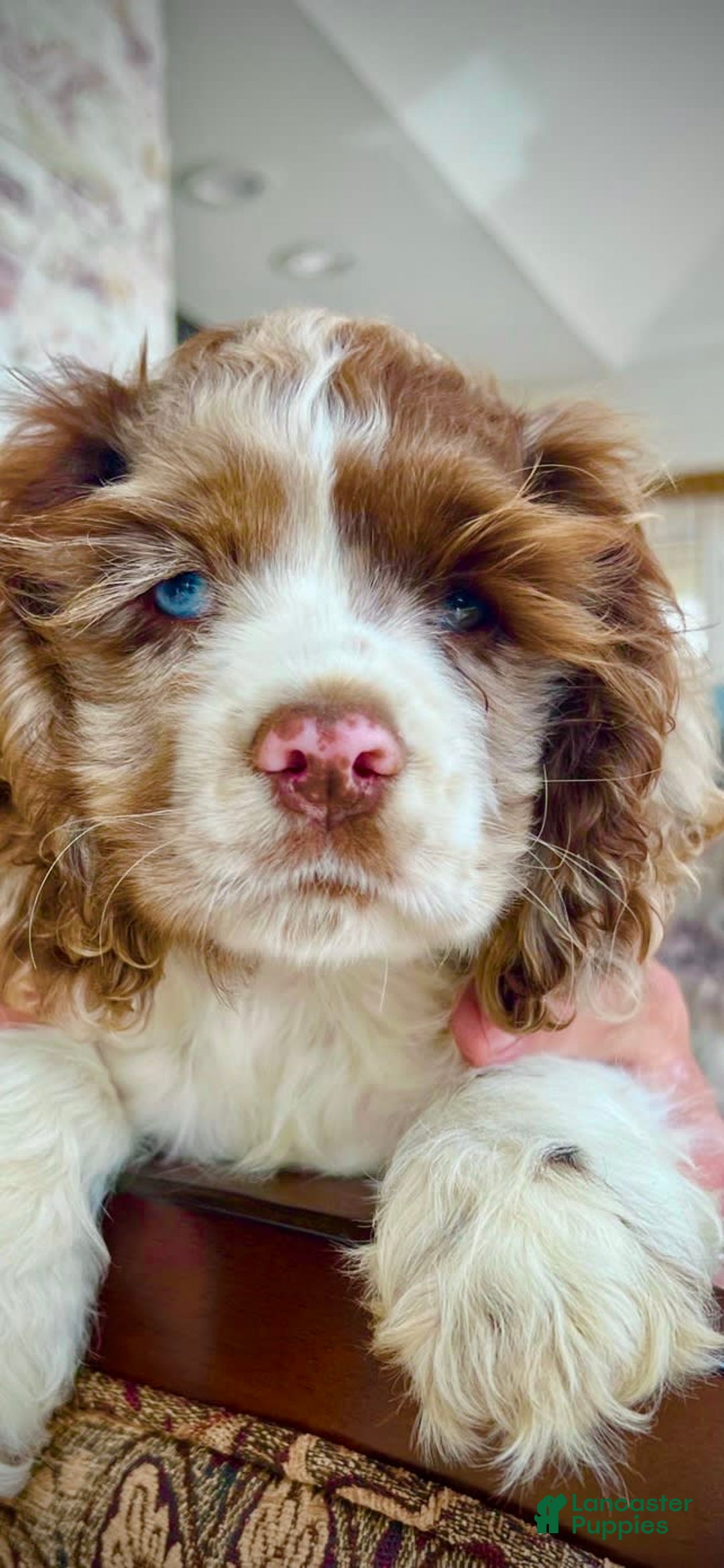 Gallery Image {{count}}