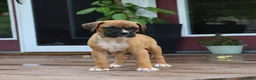Boxer dogs for sale: Pedro - Ad 7