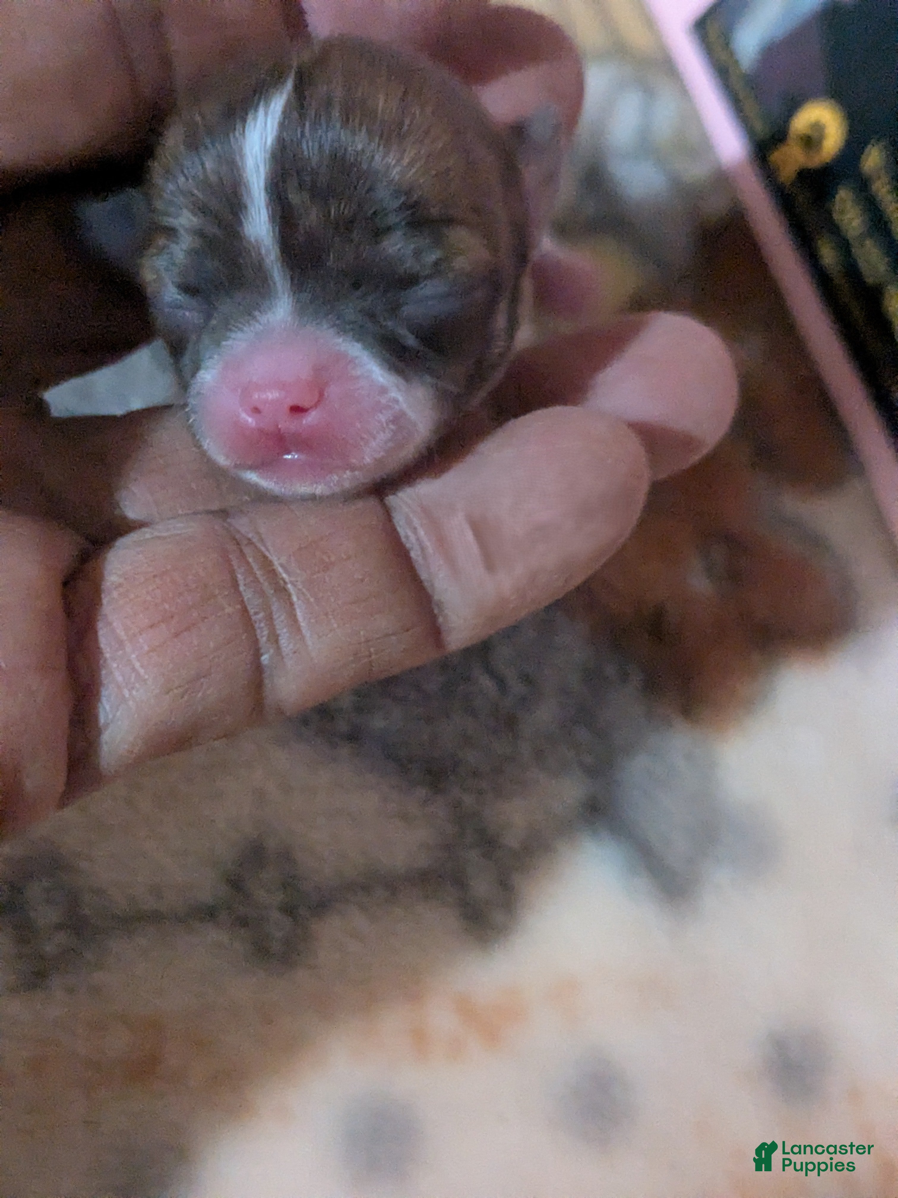 Chihuahua dogs Cookie   - Ad 12
