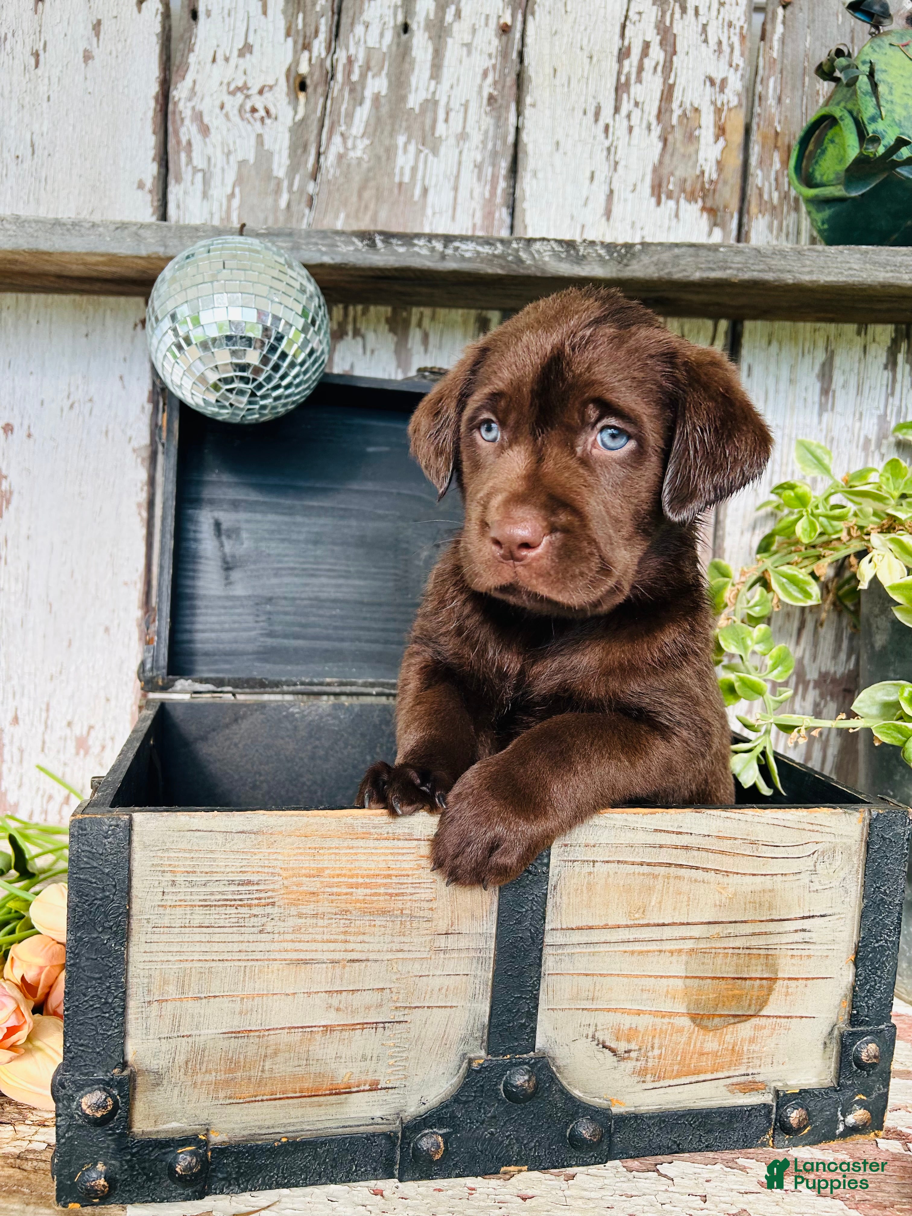 Labrador Retriever dogs Tessa  - Ad 1