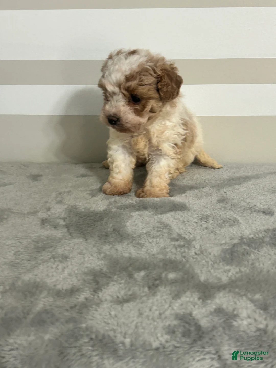 Maltipoo dogs for sale: Brianna - Ad 1