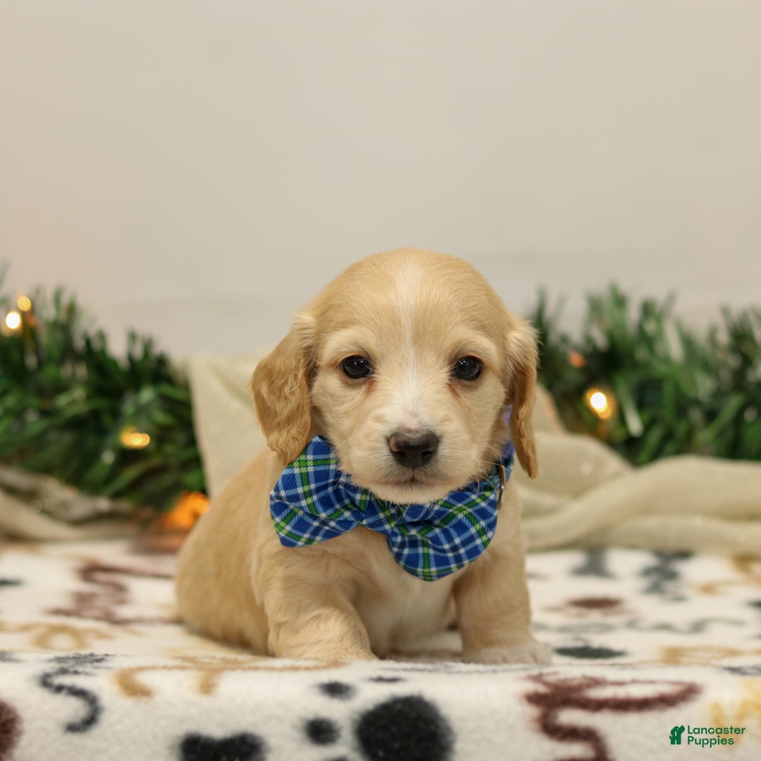 Miniature Dachshund dogs for sale: Nicholas - Ad 1