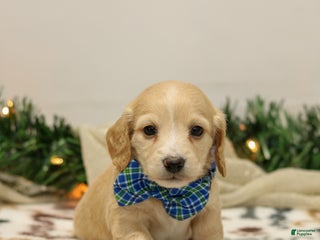 Miniature Dachshund dogs Nicholas - Ad 29