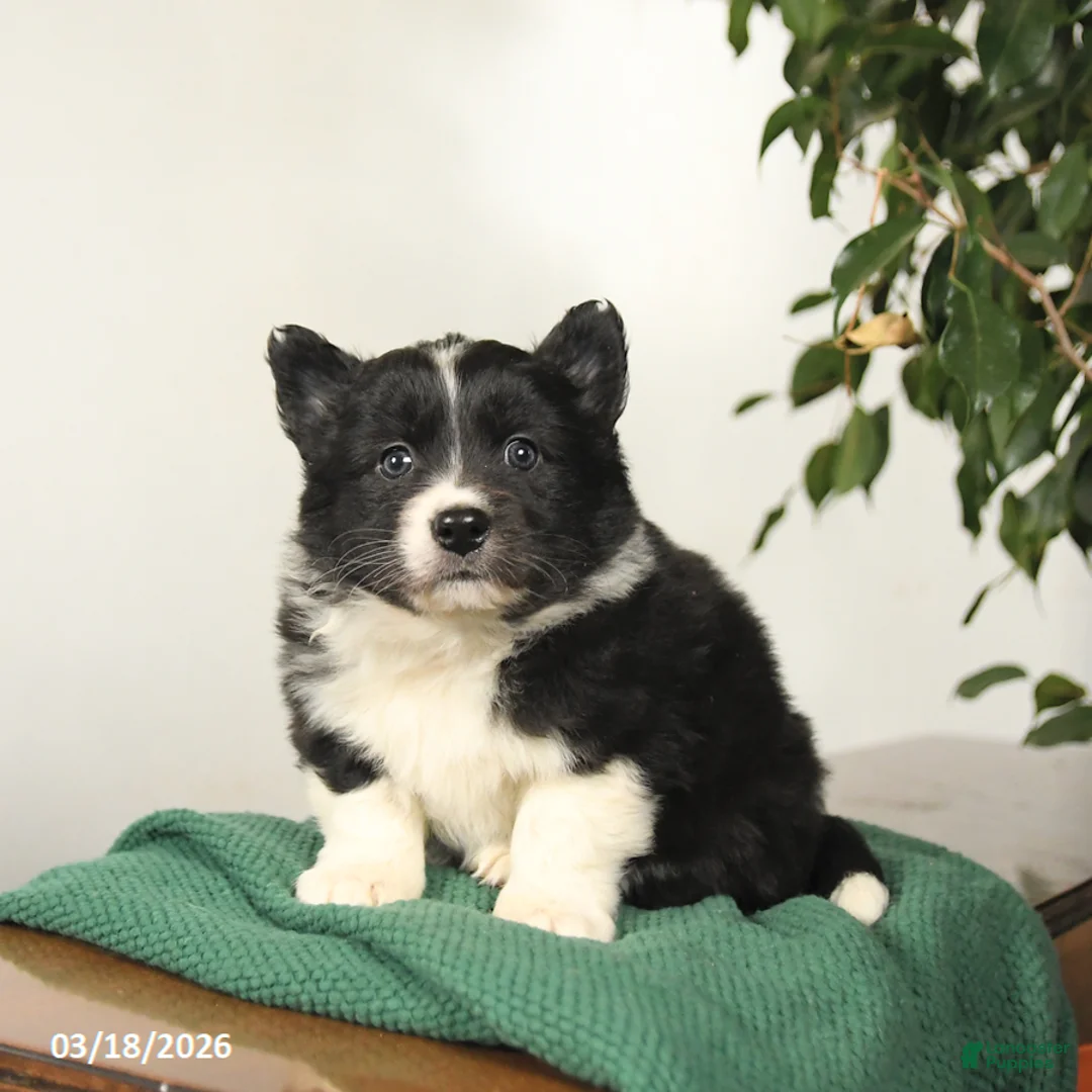 Mixed Breed dogs for sale: Jack  - Ad 3