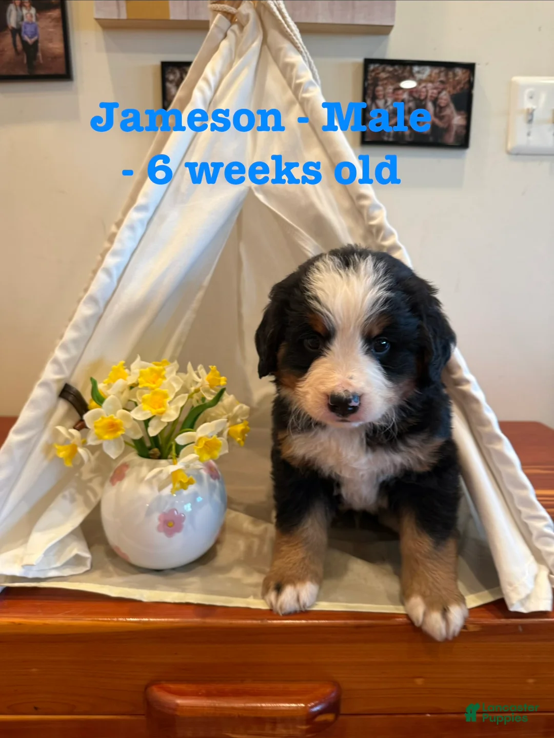 Bernese Mountain Dog dogs for sale: Jameson - Ad 2