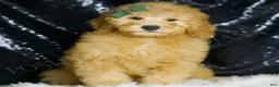Mini Goldendoodle dogs for sale: Butters - Ad 6
