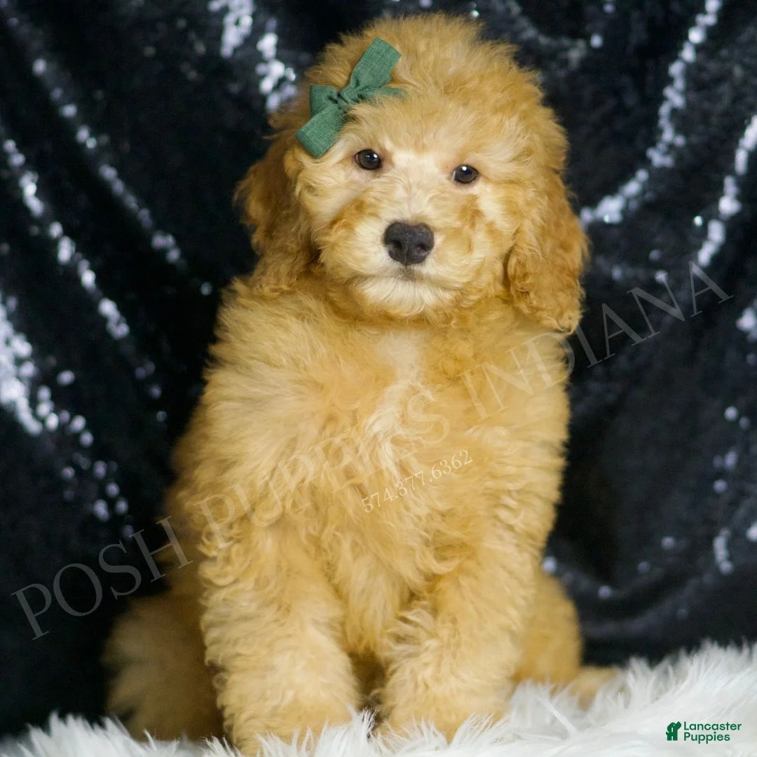 Mini Goldendoodle dogs for sale: Butters - Ad 6