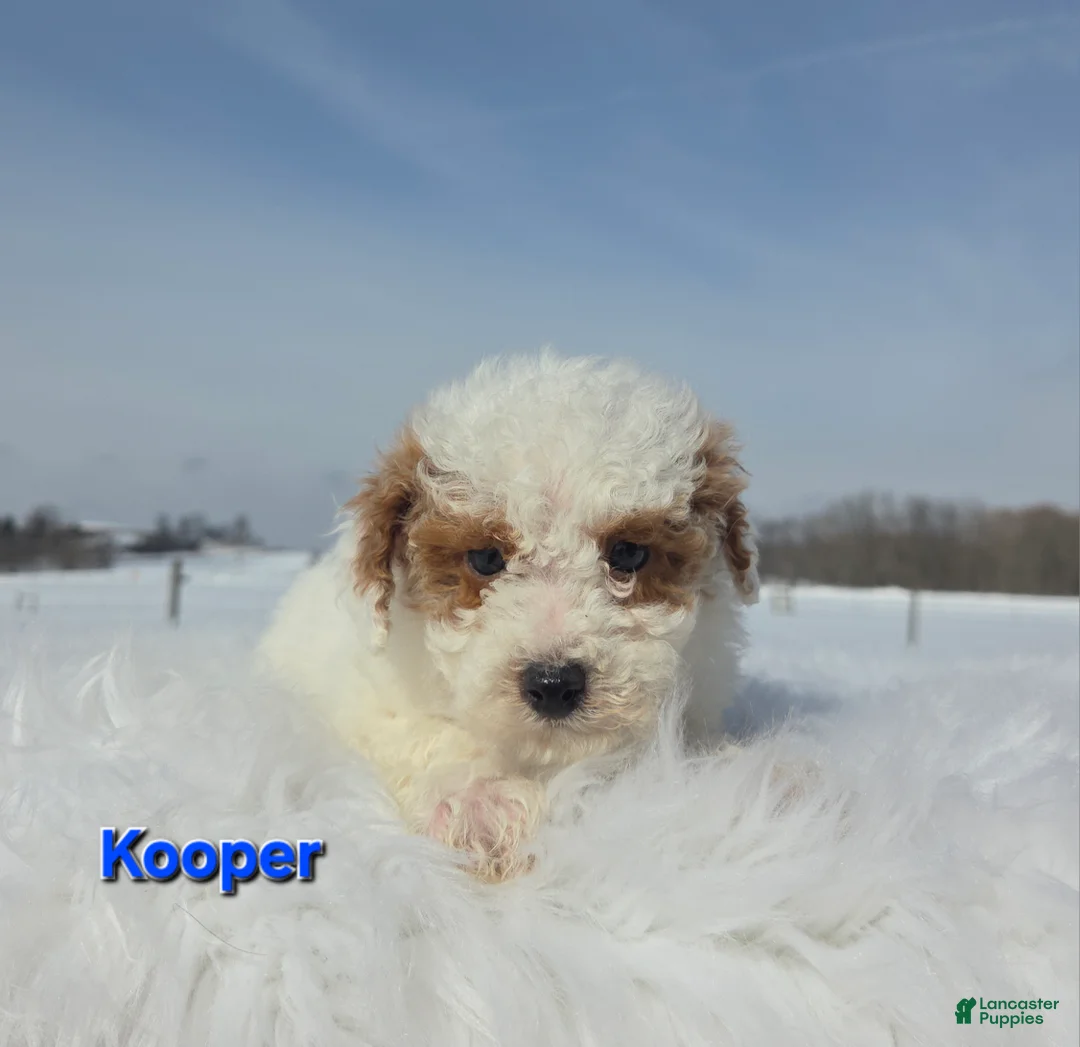 Miniature Poodle dogs for sale: Kooper - Ad 2