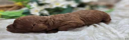 Cavapoo dogs for sale: Katydid - Ad 4