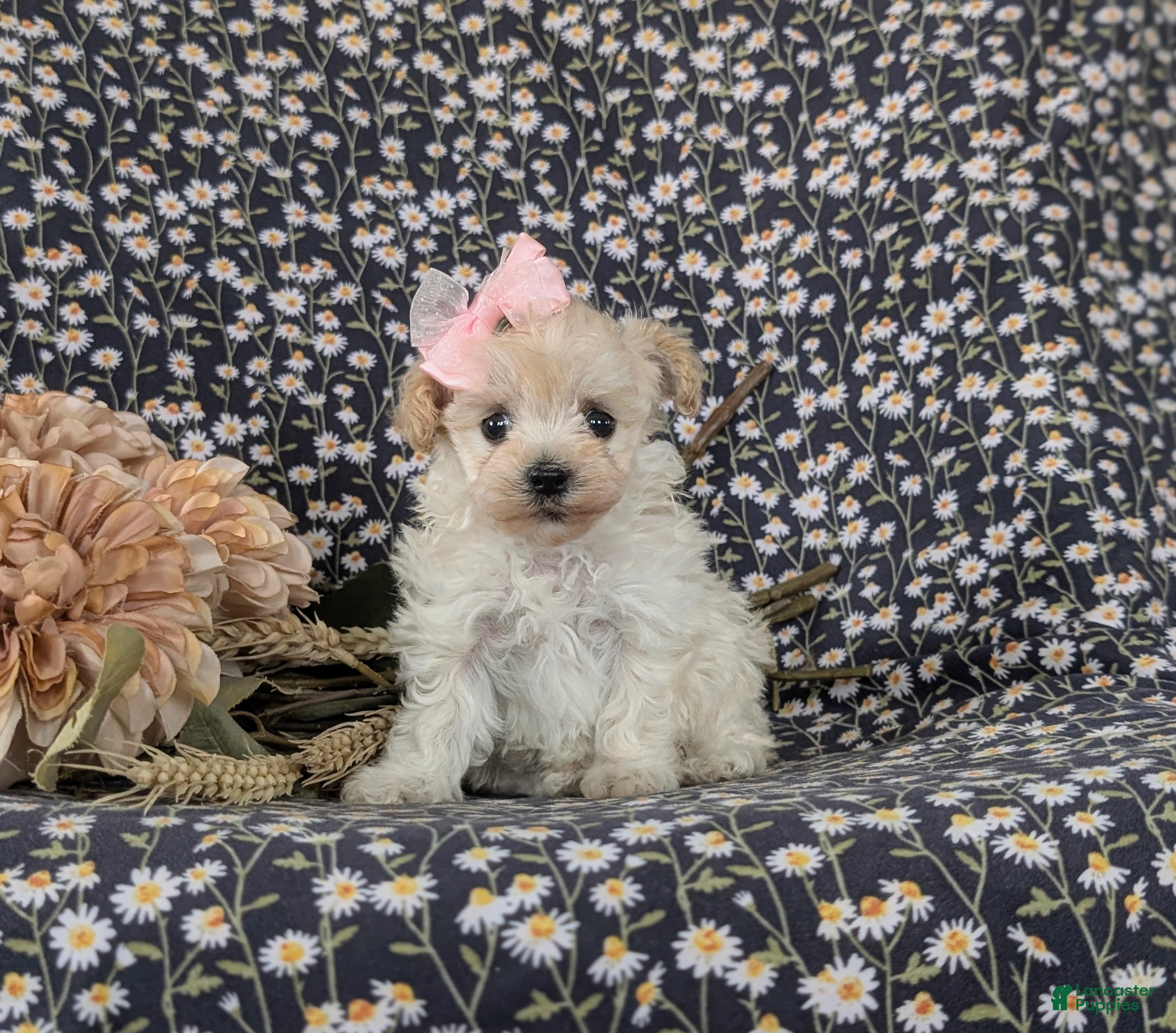 Maltipoo dogs Izzie 7 lbs Full Grown - Ad 1