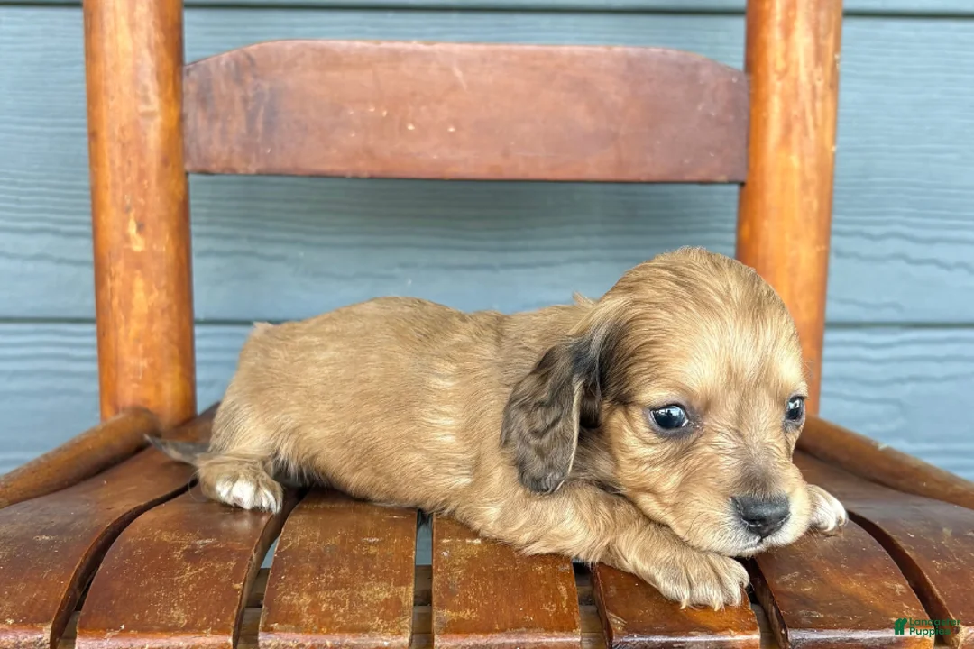 Miniature Dachshund dogs for sale: Suede - Ad 2