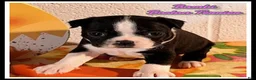 Boston Terrier dogs for sale: Bambi - Ad 1