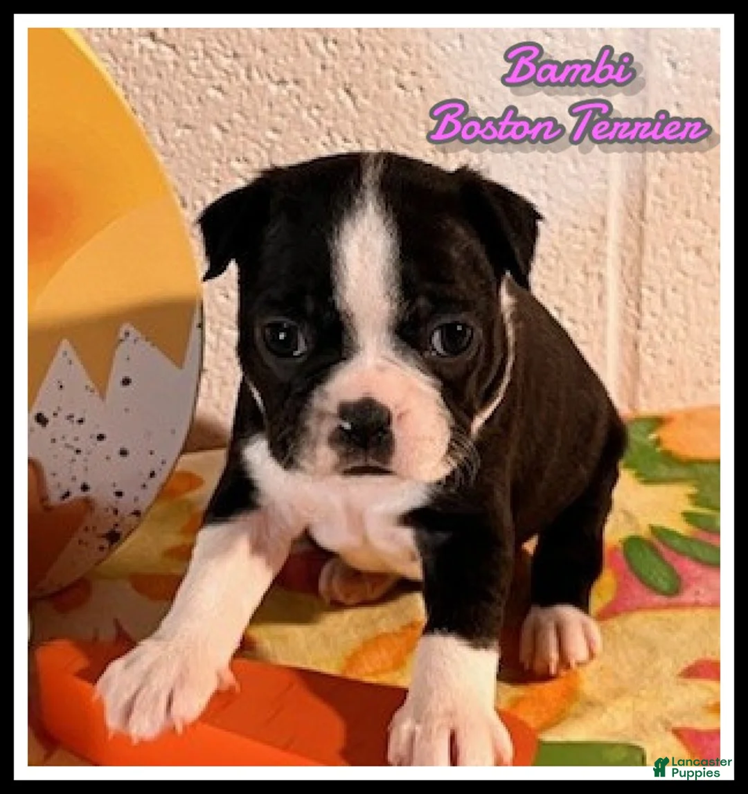 Boston Terrier dogs for sale: Bambi - Ad 1