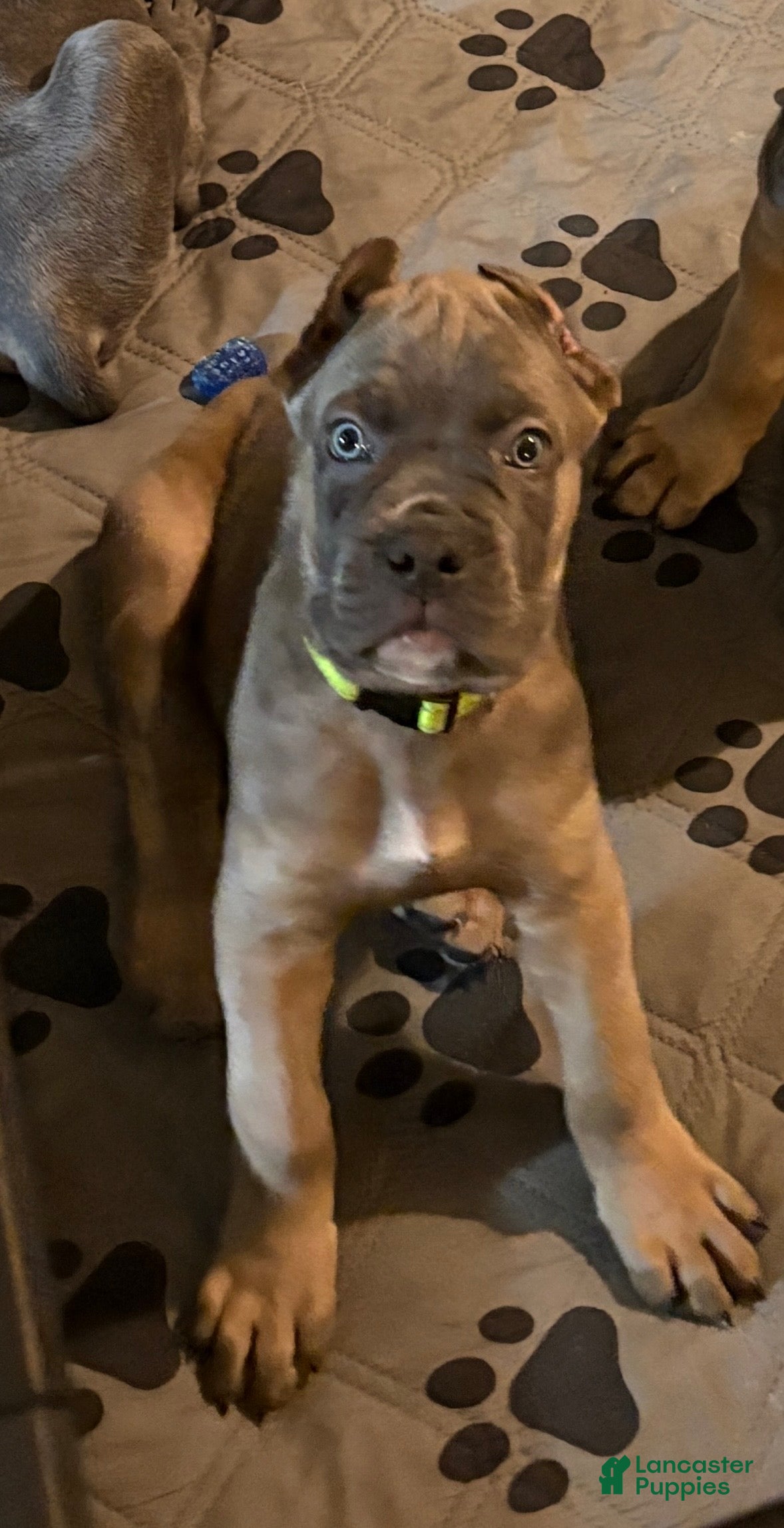 Cane Corso dogs Lime Green - Ad 18