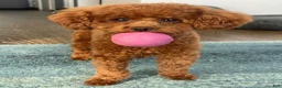 Toy Poodle dogs for sale: Velour  - Ad 3