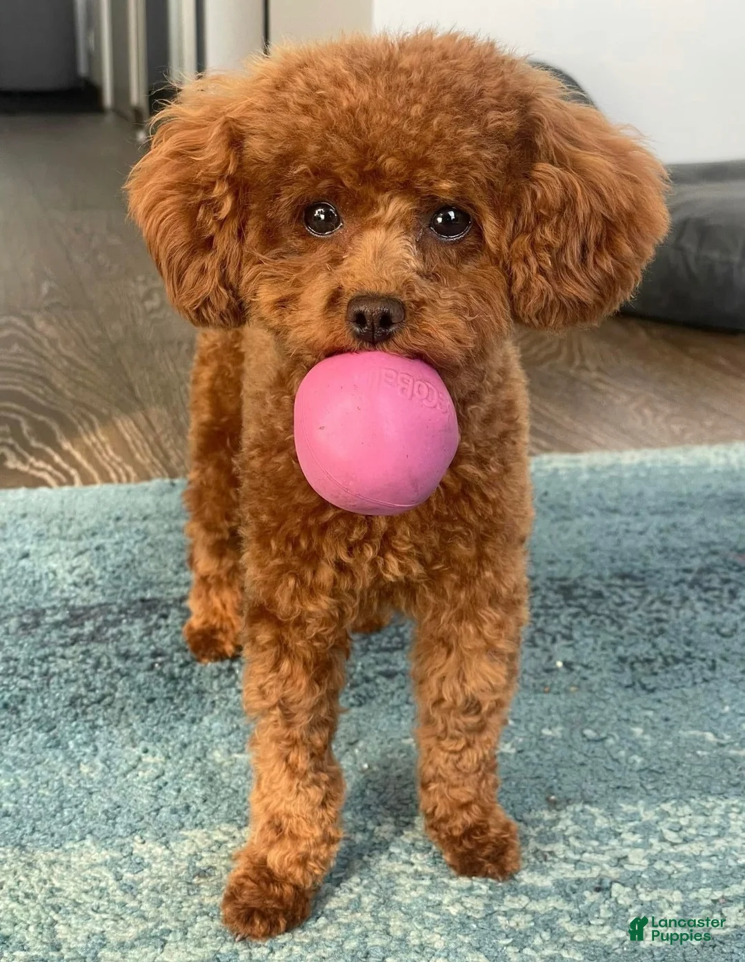 Toy Poodle dogs for sale: Velour  - Ad 3