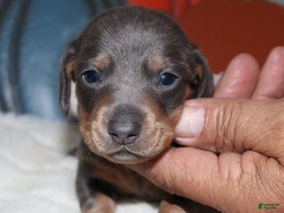 Miniature Dachshund dogs - Ad 4