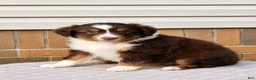 Miniature Australian Shepherd dogs for sale: Haddie - Ad 2