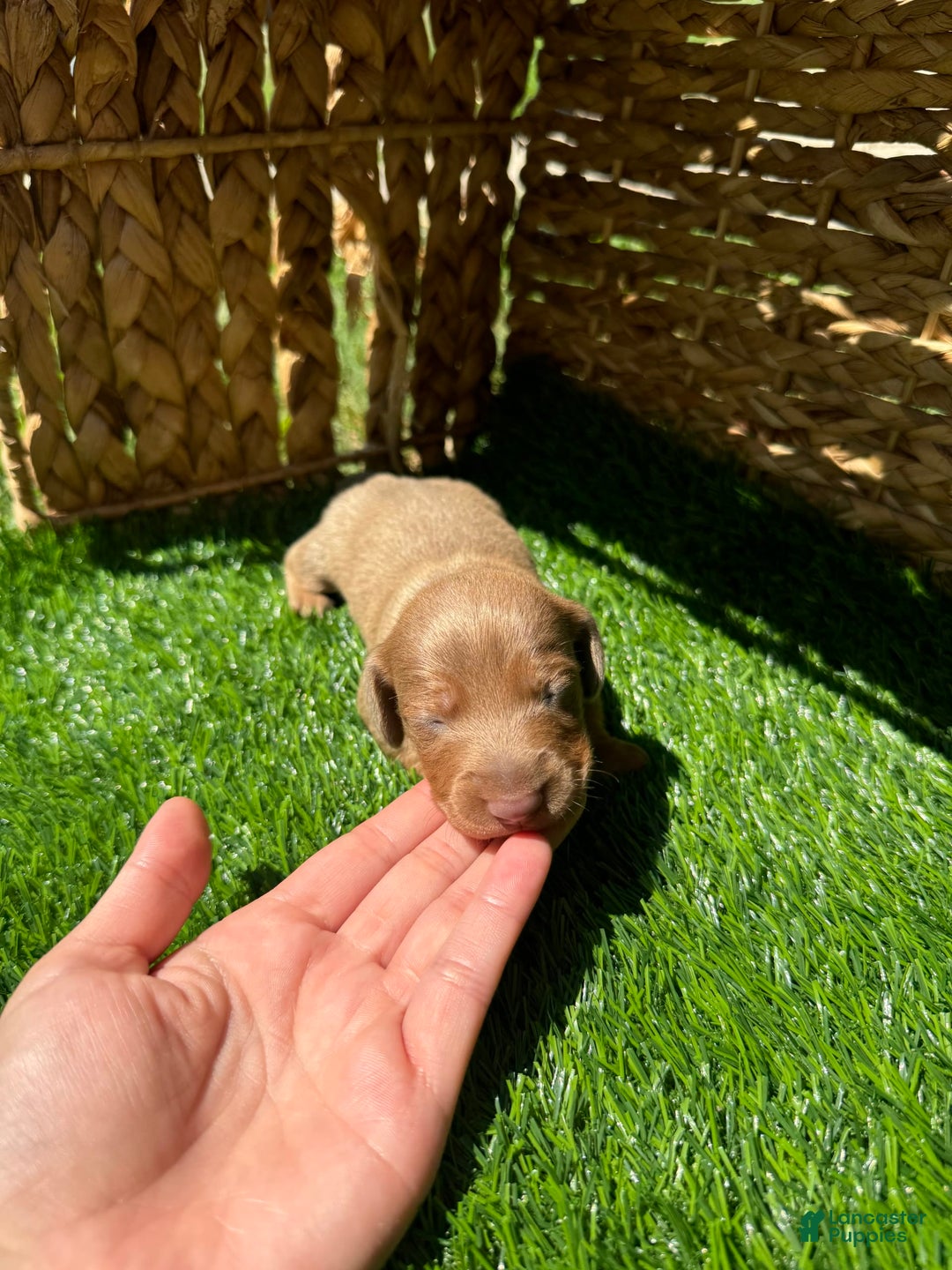 Miniature Dachshund dogs for sale: Jasmine - Ad 6