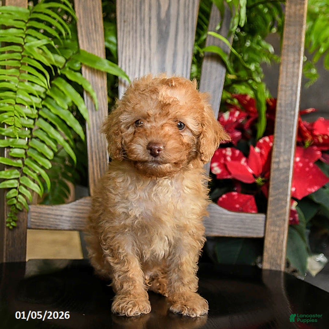 Toy Poodle dogs for sale: Wilbur - Ad 1