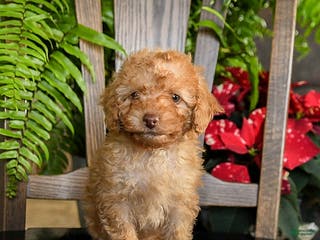 Toy Poodle dogs Wilbur - Ad 27