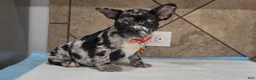 French Bulldog dogs for sale: Penny  - Ad 3