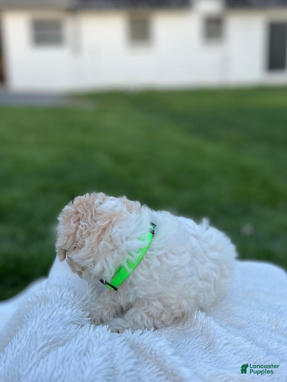 Maltipoo dogs Benny - Ad 2
