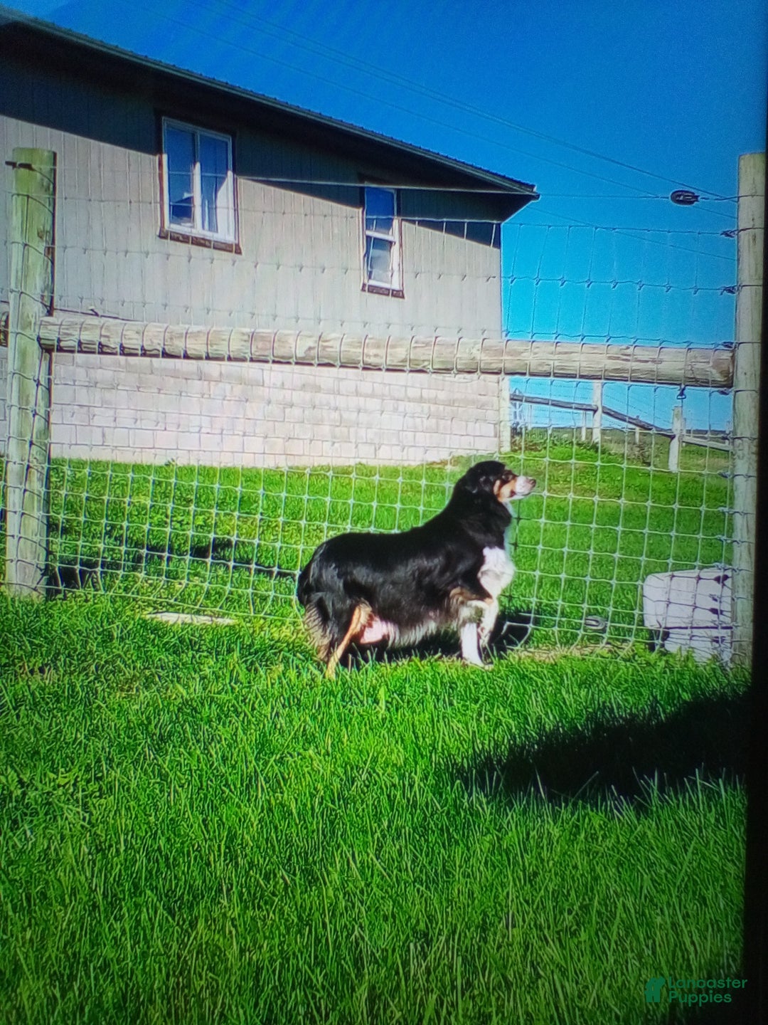 Miniature Australian Shepherd dogs for sale: Jenny - Ad 9