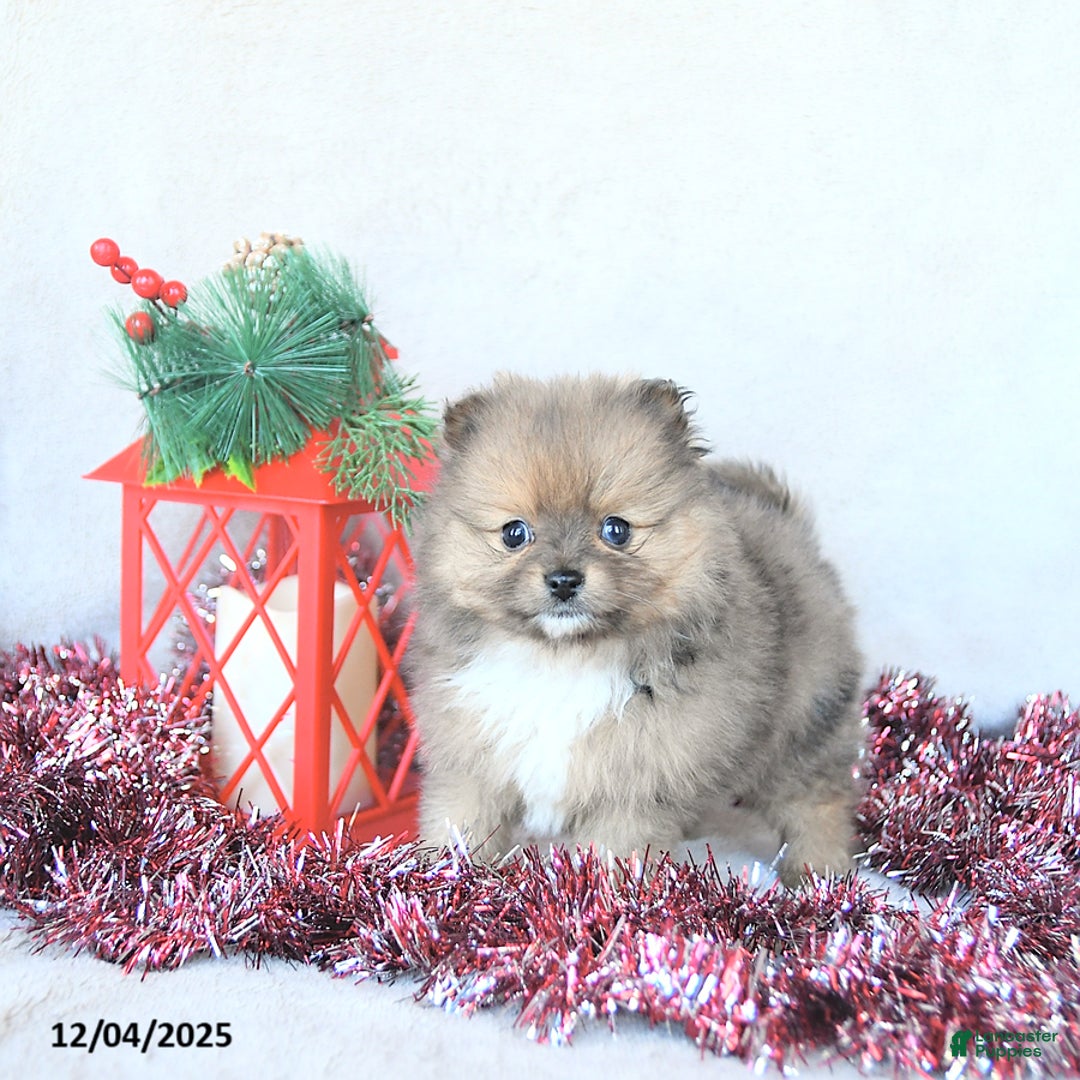 Pomeranian dogs for sale: Angel EXTRA SMALL - Ad 3