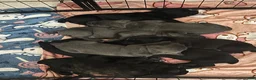 Cane Corso dogs for sale: Arthur (bolt) - Ad 11