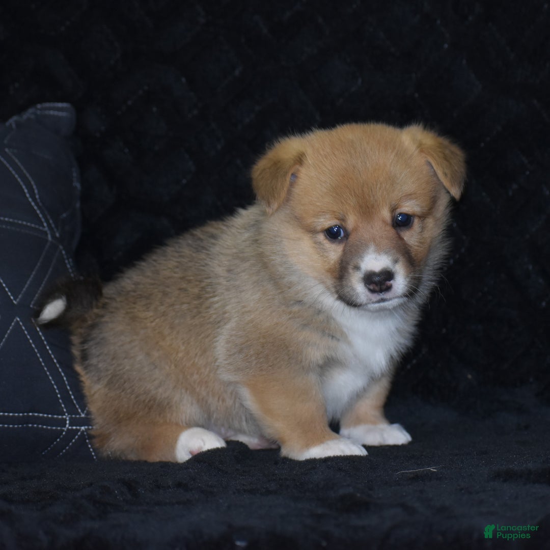 Welsh Corgi Pembroke dogs for sale: Mia - Ad 14