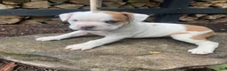 Mixed Breed dogs for sale: Minnie - Ad 4
