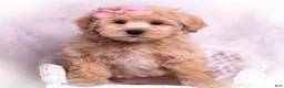 Maltipoo dogs for sale: Jasmine - Ad 5