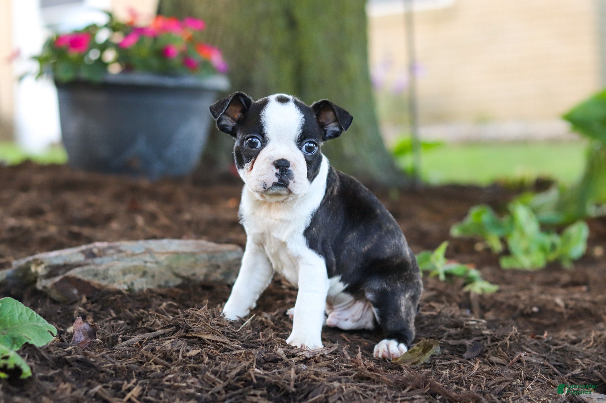 Boston Terrier dogs Maverick - Ad 2