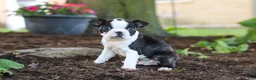 Boston Terrier dogs for sale: Maverick - Ad 2