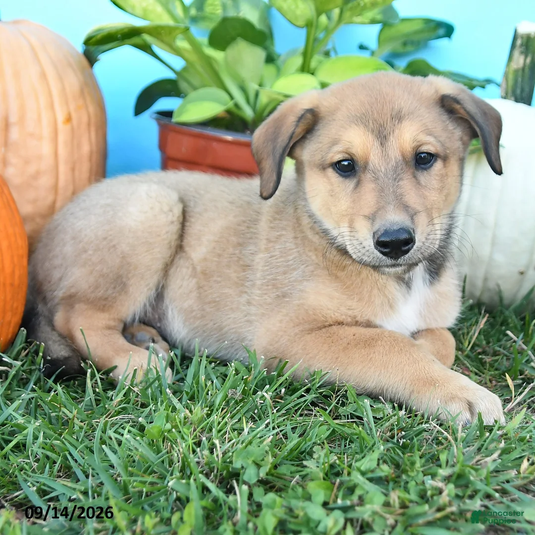 Mixed Breed dogs for sale: Ricky    - Ad 3