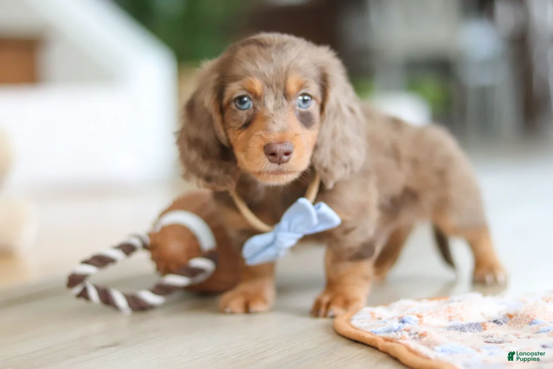 Miniature Dachshund dogs for sale: Champ - Ad 8