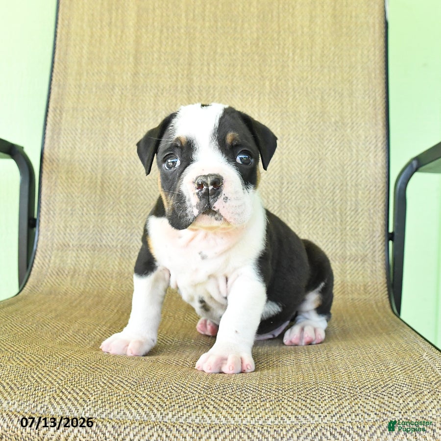 Olde English Bulldogge dogs Gunner - Ad 1