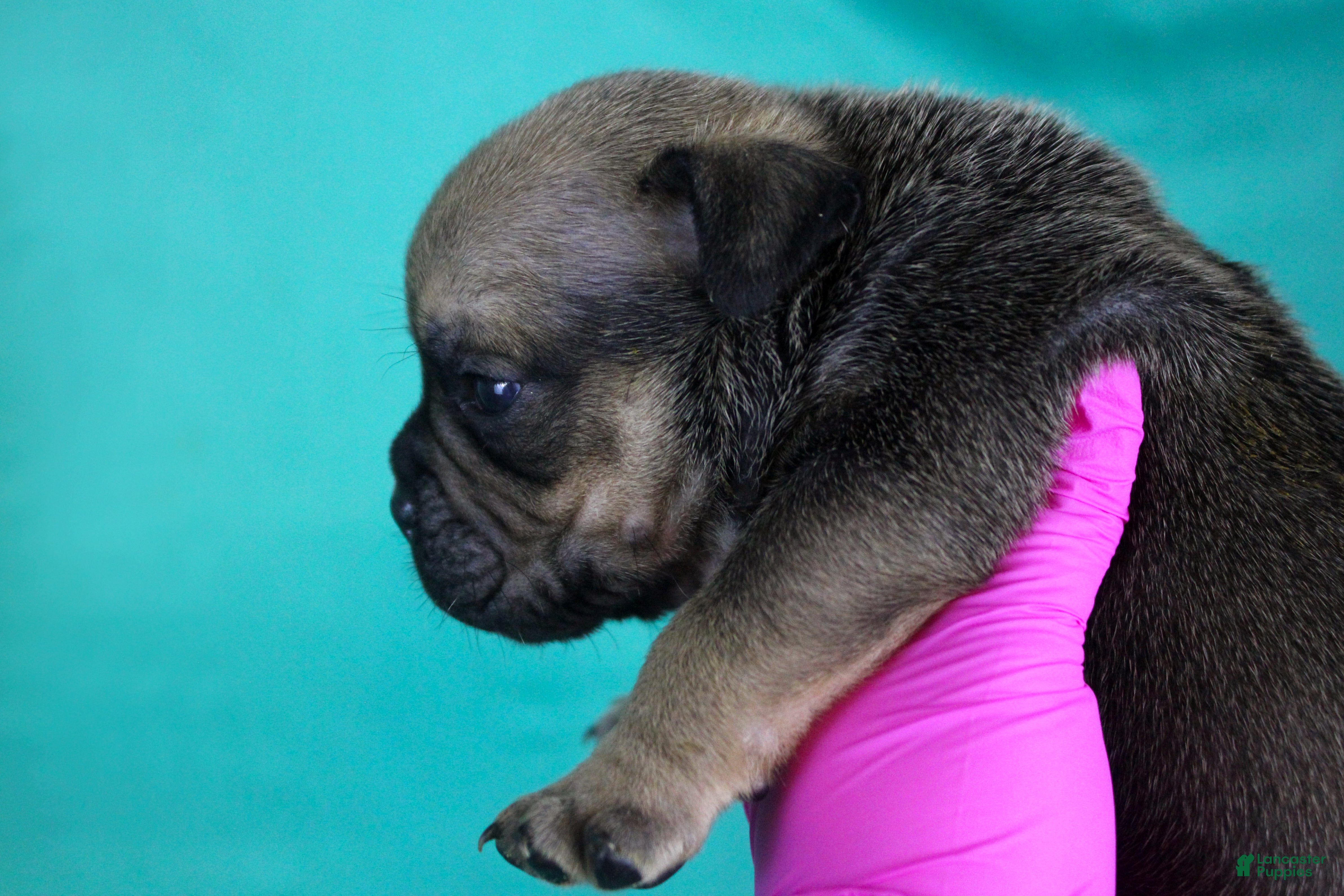 American Bully dogs Sable Male - Ad 2
