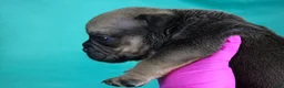 American Bully dogs for sale: Sable Male - Ad 2