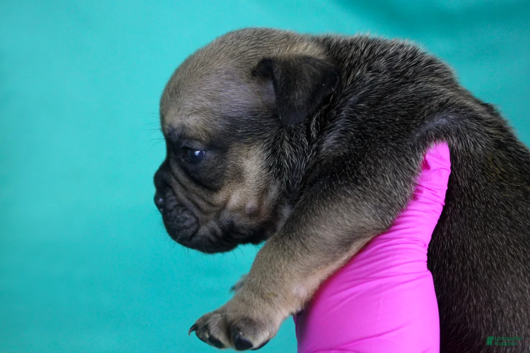 American Bully dogs for sale: Sable Male - Ad 2