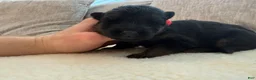 German Shepherd dogs for sale: Red Girl - Ad 5