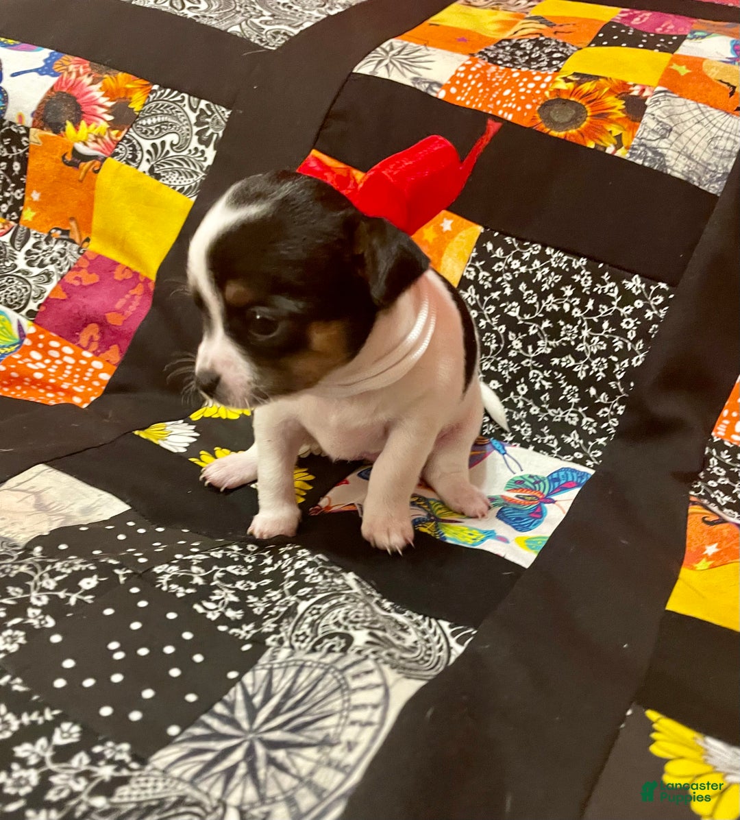 Chihuahua dogs for sale: Lucille - Ad 2