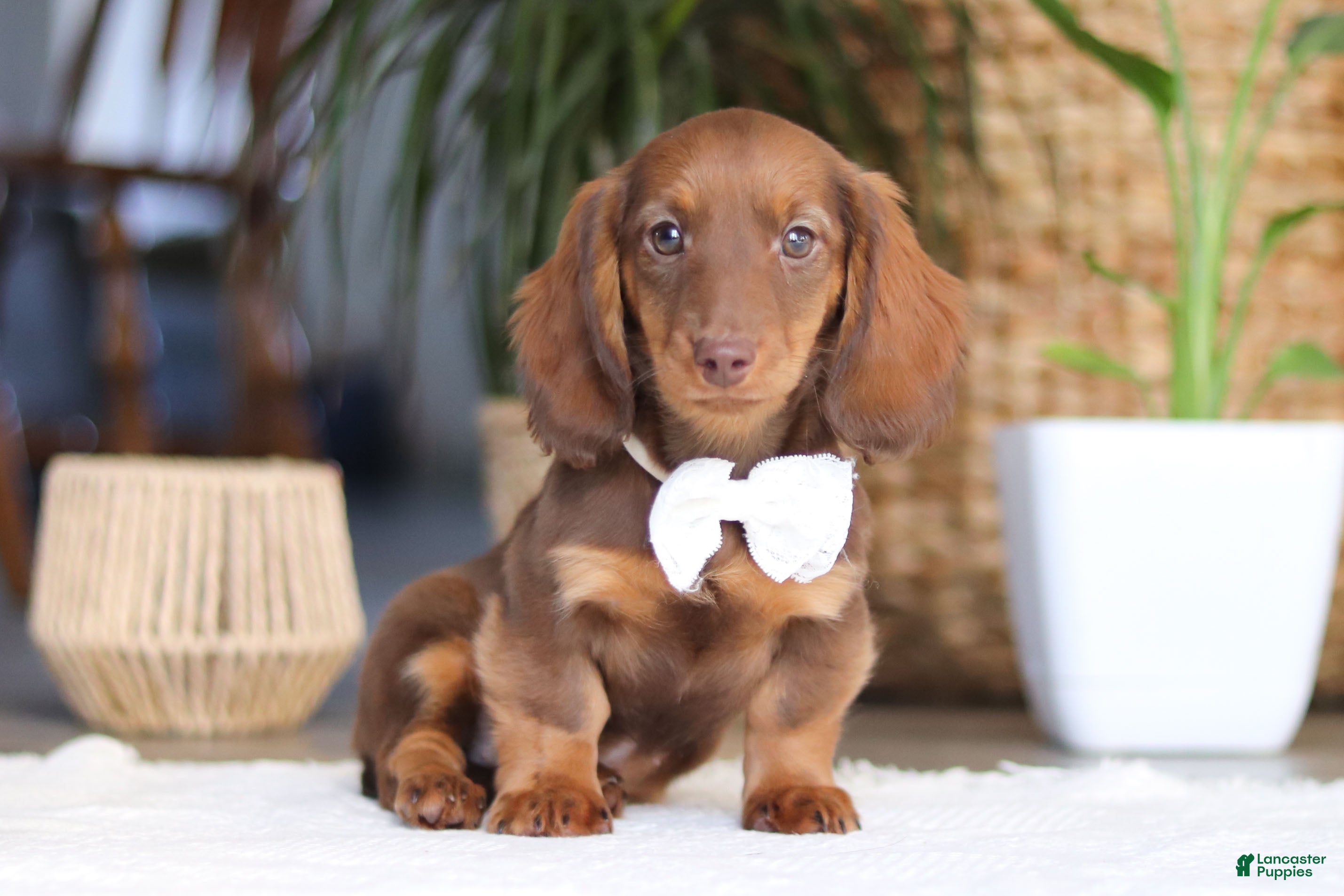 Miniature Dachshund dogs Bagel - Ad 2