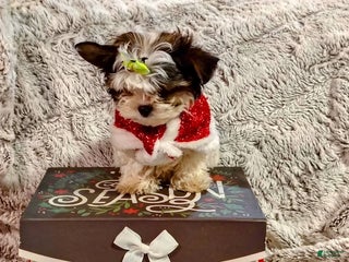 Yorkiepoo dogs Baby - Ad 11