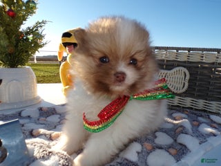 Pomeranian dogs Pomeranian Puppy 3 Little Guy - Ad 32