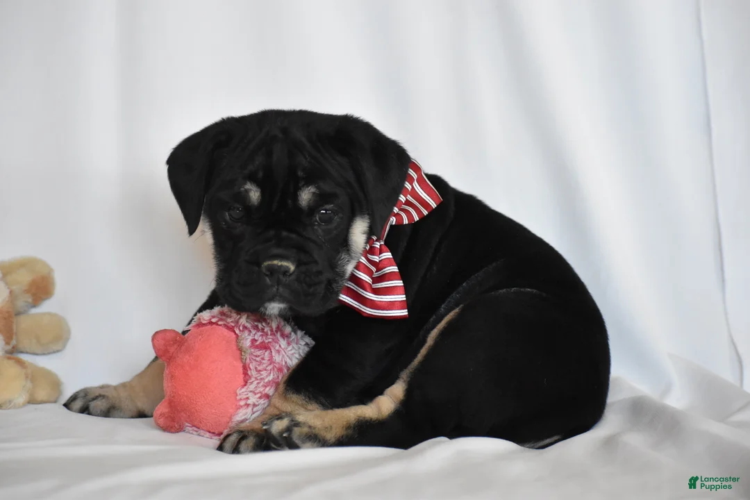 Beabull dogs for sale: Ember - Ad 6