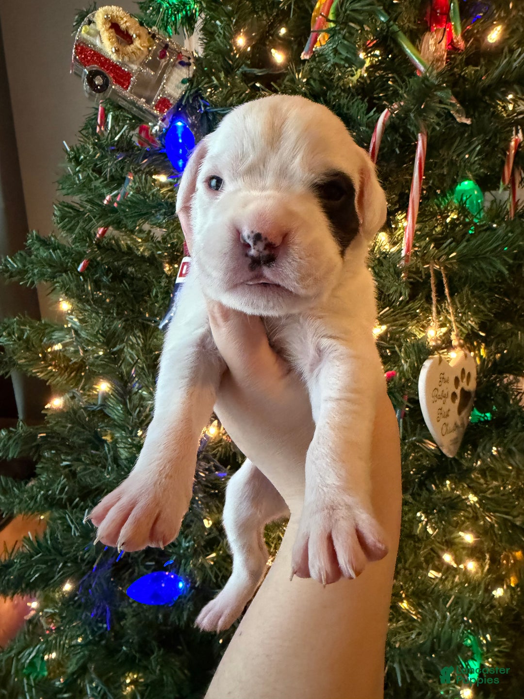 Boxer dogs for sale: Noel  - Ad 24