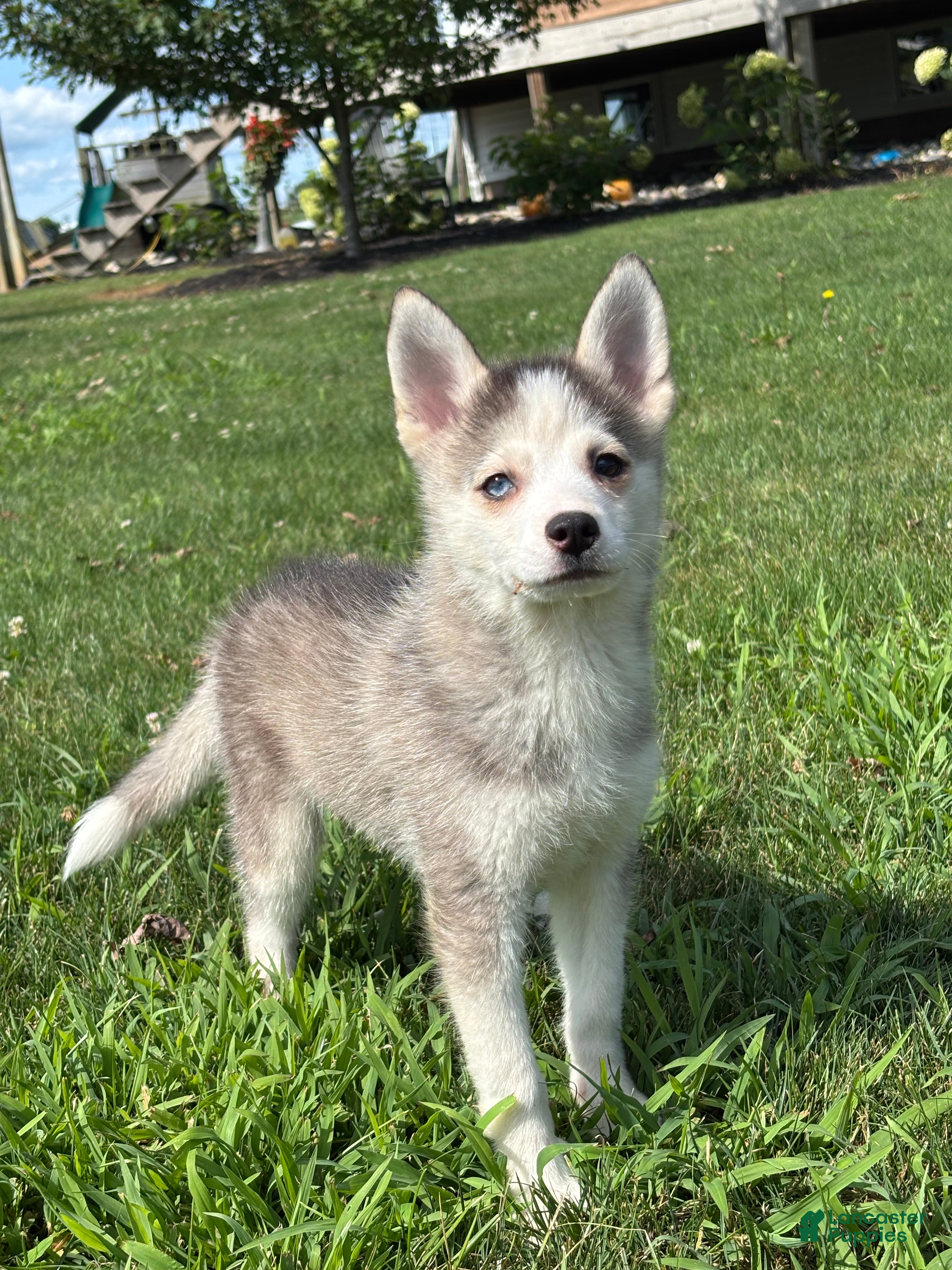 Pomsky dogs Saint - Ad 1